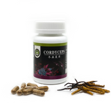 Cordyceps